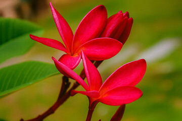 Close-up of Vibrant Pink Plumeria Flower in Bloom with Lush Green Leaf Background in Natural Light