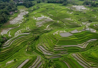 Aerial view of vibrant green rice terraces cascading down a hillside, reflecting water, with a village visible in the distance.