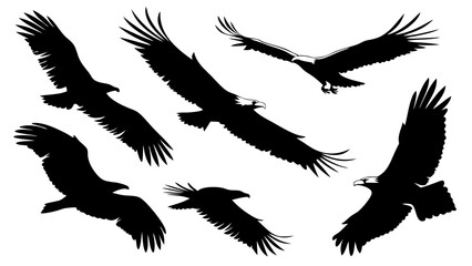 Fototapeta premium Silhouettes of Eagles in Flight.