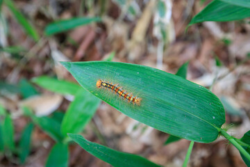 Hairy Caterpillar on a Green Leaf