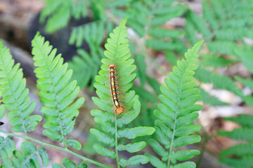 Hairy Caterpillar on a Green Leaf