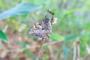 Nymphalidae Butterfly on a Plant Stem