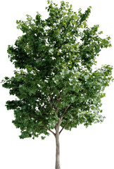 Obraz premium tree green