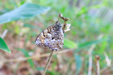 Nymphalidae Butterfly on a Plant Stem