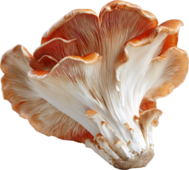 mushroom cross section