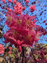 Cherry blossoms, Australia
