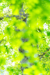 Details of oak trees in spring. Cantabria, Spain, Europe