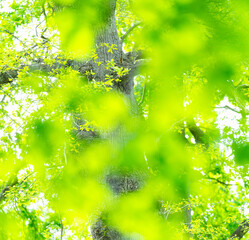 Details of oak trees in spring. Cantabria, Spain, Europe