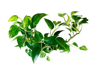 green leaves isolated on white