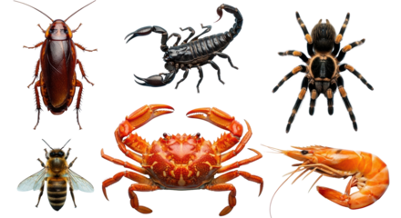 Discover a captivating collection of diverse insects and crustaceans including a detailed cockroach, scorpion, tarantula, bee, crab, and shrimp, perfect for educational or design projects.