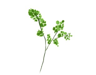 bunch of fresh green parsley