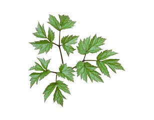 Minimal Botanical Twig on White Backdrop