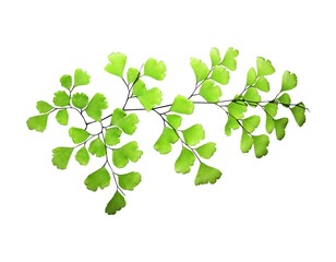 Fresh Green Foliage Stem with Soft Shadow