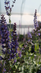 Obraz premium Salvia nemorosa. Bright lilac flowers grow in a greenhouse at a plant nursery.