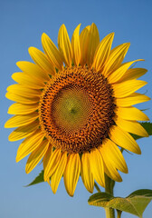 Naklejka premium Sunflower close-up with blue sky