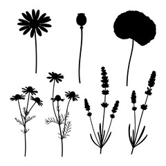 Black silhouettes of chamomile lavender poppy and daisy flowers vector