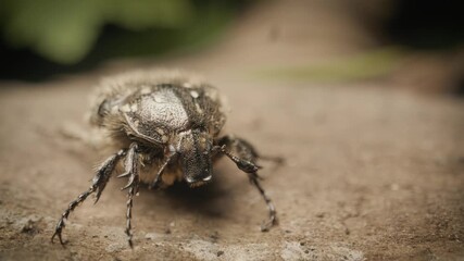 Vilnius, Lithuania – August 12, 2025. Extreme close-up shot of a white-spotted rose beetle (Oxythyrea funesta), a scarab beetle species in the family Scarabaeidae.