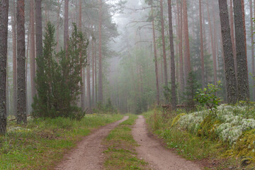 The forest path leads into the morning mist