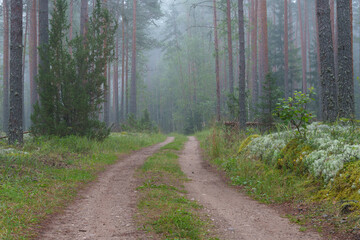 Obraz premium The forest path leads into the morning mist