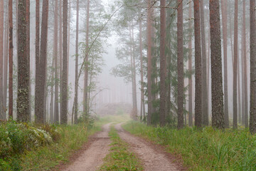 foggy morning in a pine forest with a pile of branches in the distance © talavietis