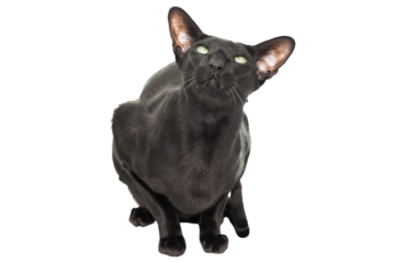Black oriental shorthair purebred cat in PNG isolated on transparent background