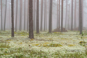 autumn forest in the foggy morning © talavietis