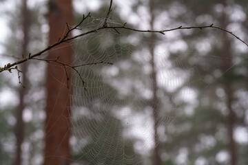 spider web on a tree branch on an autumn morning © talavietis