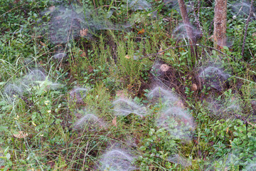 spider webs in the forest on a foggy morning