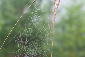 spider web in the morning dew © talavietis