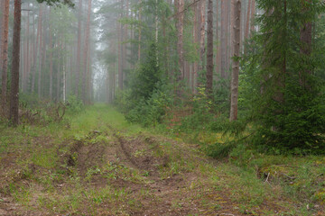 Forest fire safety sign in a pine forest on a foggy morning © talavietis