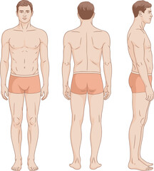 Male body anatomy illustration front back side view, realistic muscular human figure, health education, medical anatomy, male model vector art.