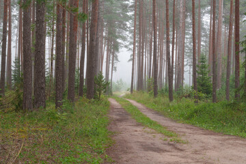 Forest road on a foggy morning © talavietis