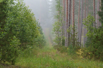 Obraz premium Pine forest on a foggy morning