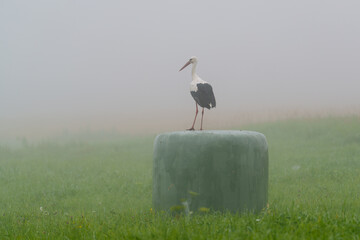 Stork on a hay bale on a foggy morning © talavietis