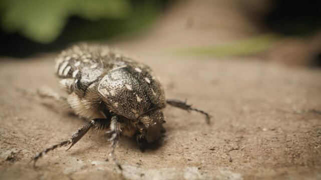 Vilnius, Lithuania &ndash; August 9, 2025. Close-up of the white-spotted rose beetle (Oxythyrea funesta). 