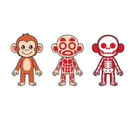 Cute cartoon monkey anatomy with normal, muscle, and skeleton views. Perfect for kids' education and biology learning