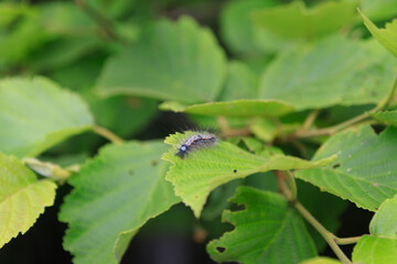 Hairy Caterpillar on a Green Leaf