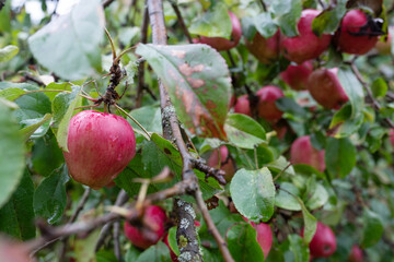 Red apples with waterdrops hang from a branch. Apple tree on rainy day with ripe fruits ready for harvesting. Natur background.