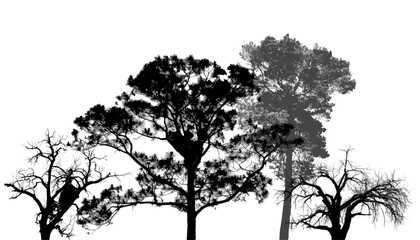Obraz premium Silhouettes of Branches, Trees, Vector Background. Dry tree branches isolated on white background.
