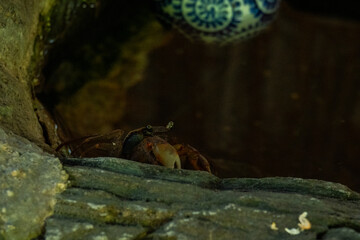 岩陰から顔を出すカニ