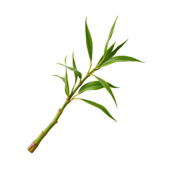 Harvesting individual bamboo shoots in lush green forest nature photography close-up perspective