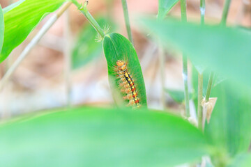 Hairy Caterpillar on a Green Leaf