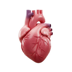 3D realistic medical illustration of human heart, isolated on white transparent background, anatomy and healthcare concept