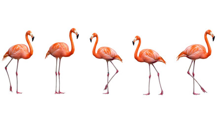 Group of five flamingos isolated PNG with Transparent Background