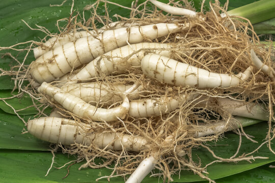 Arrow-Root Images – Browse 54 Stock Photos, Vectors, and Video | Adobe ...