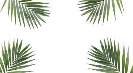 Palm leaves arrangement creating a border isolated PNG with Transparent Background