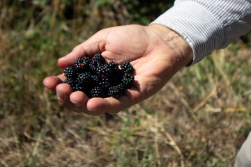 More di campo