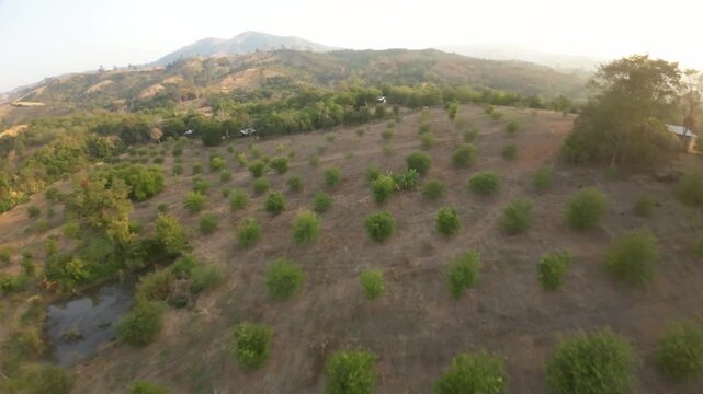 View of a tamarind plantation on the hills of Loei Province, Thailand