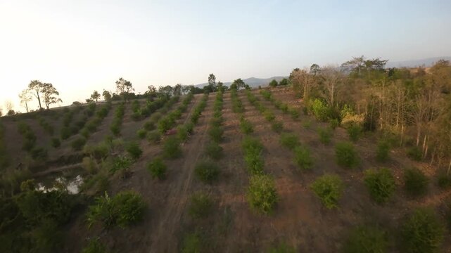 View of a tamarind plantation on the hills of Loei Province, Thailand
