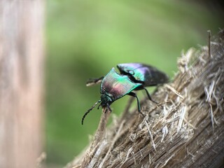 bug on a leaf